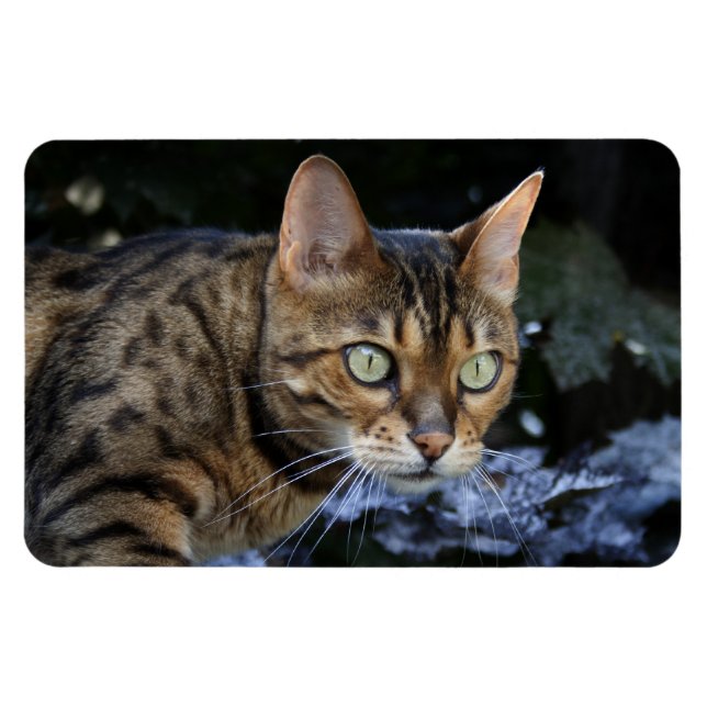 Magnet Flexible Belle Chat Bengale (Horizontal)