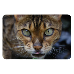 Magnet Flexible Belle Chat Bengale