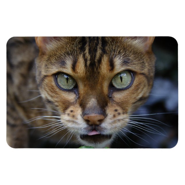Magnet Flexible Belle Chat Bengale (Horizontal)