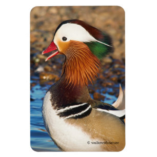 Magnet Flexible Belle Chatty Mandarin Canard à l'étang