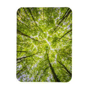 Magnet Flexible Belle forêt verte