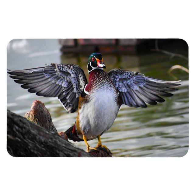 Magnet Flexible Belle frapper Bois Canard Floride Photographie (Horizontal)