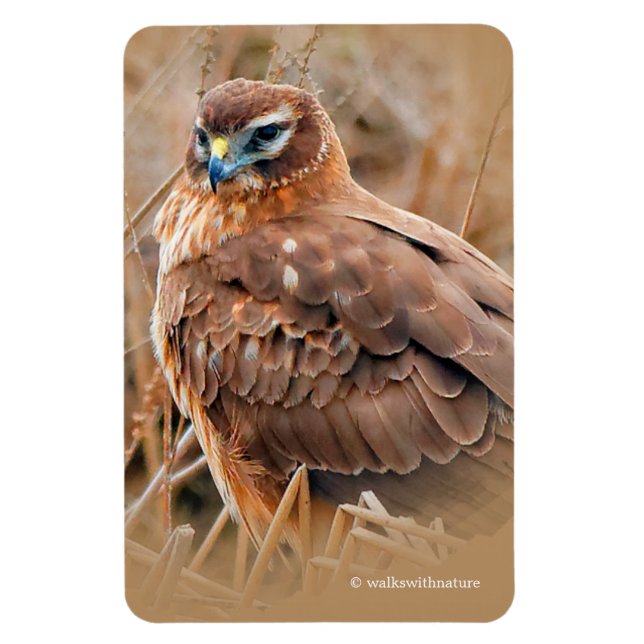 Magnet Flexible Belle Hawk de harceleur du Nord dans les marais (Vertical)