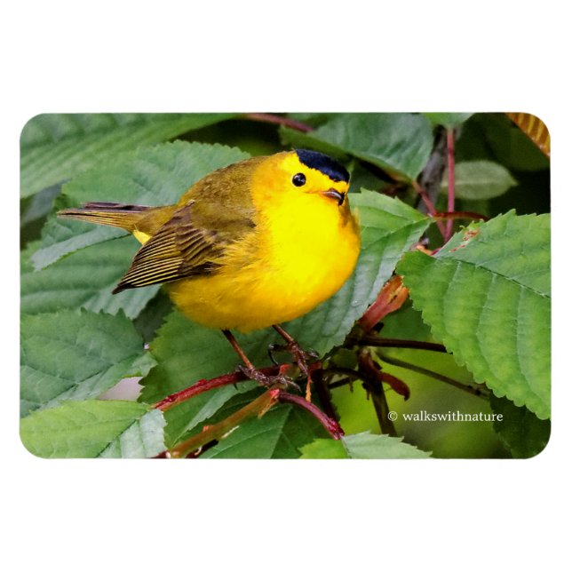 Magnet Flexible Belle Paruline Wilson dans le cerisier (Horizontal)