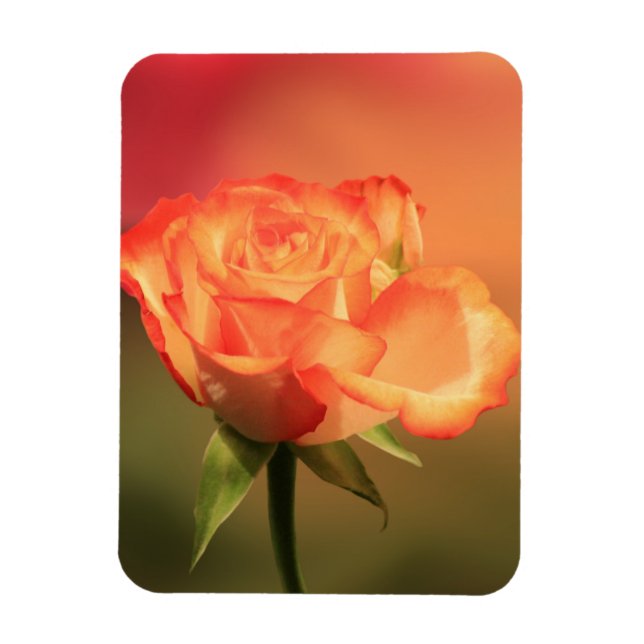 Magnet Flexible Belle photo de Rose romantique (Vertical)