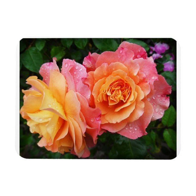 Magnet Flexible Belle photo rose rose et orange (Horizontal)