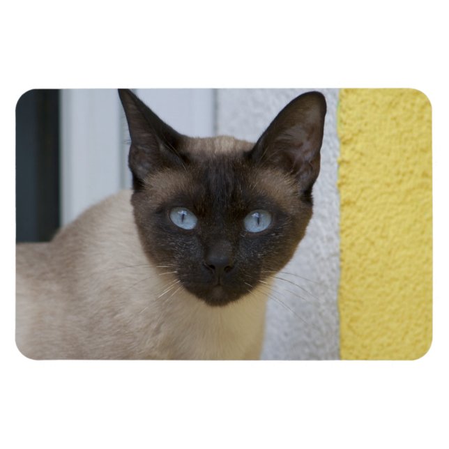 Magnet Flexible Belle pointe de phoque Chat siamois (Horizontal)