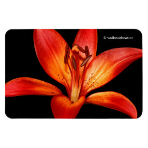Magnet Flexible Belle Rouge Orange Asiatique Lily Gran Paradiso