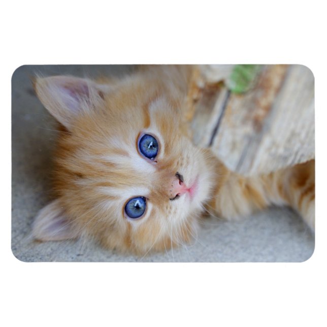 Magnet Flexible Belle Tabby Kitten Orange (Horizontal)
