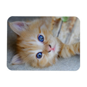 Magnet Flexible Belle Tabby Rouge Kitten