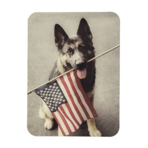 Magnet Flexible Berger Allemand Avec Drapeau US