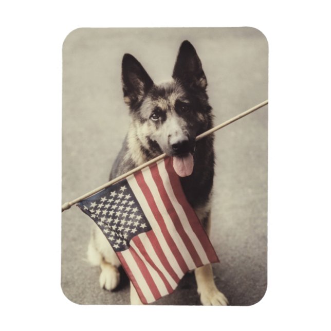 Magnet Flexible Berger Allemand Avec Drapeau US (Vertical)