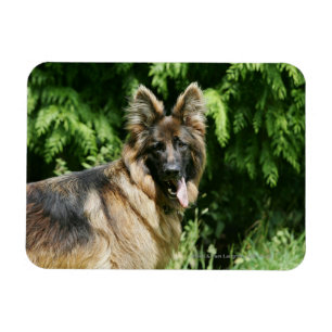 Magnet Flexible Berger allemand Brown long haïred 1