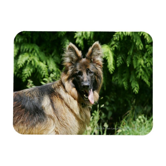 Magnet Flexible Berger allemand Brown long haïred 1 (Horizontal)