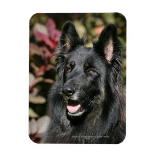 Magnet Flexible Berger allemand de longue date noir