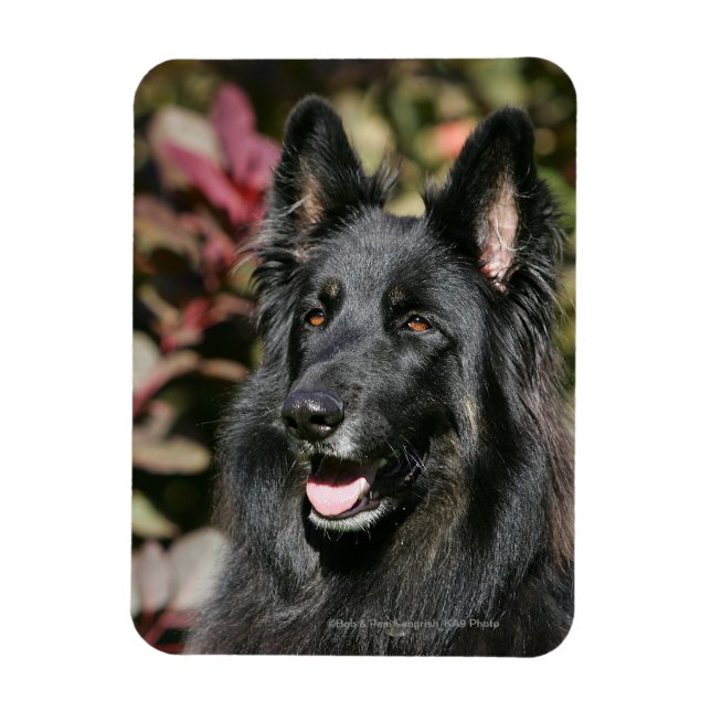 Magnet Flexible Berger allemand de longue date noir (Vertical)