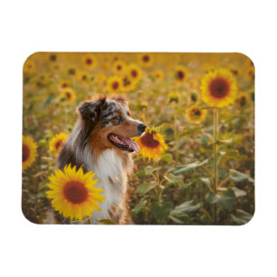 Magnet Flexible Berger Australien et Tournesols