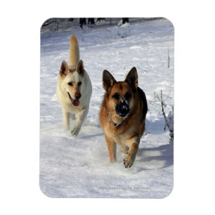 Magnet Flexible Bergers allemands en courant dans la neige