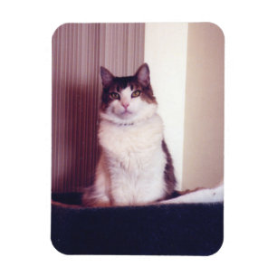 Magnet Flexible Big Kitty