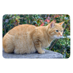 Magnet Flexible Big Red Tabby
