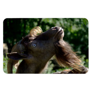 Magnet Flexible Billy Goat