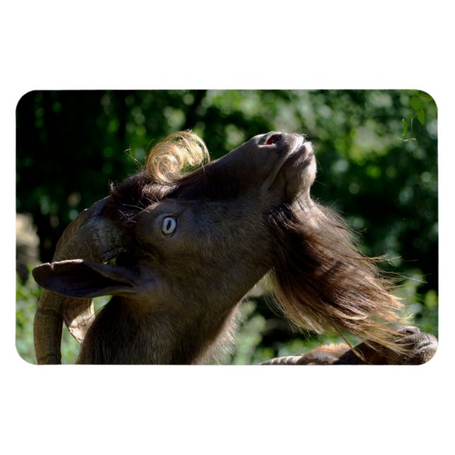 Magnet Flexible Billy Goat (Horizontal)