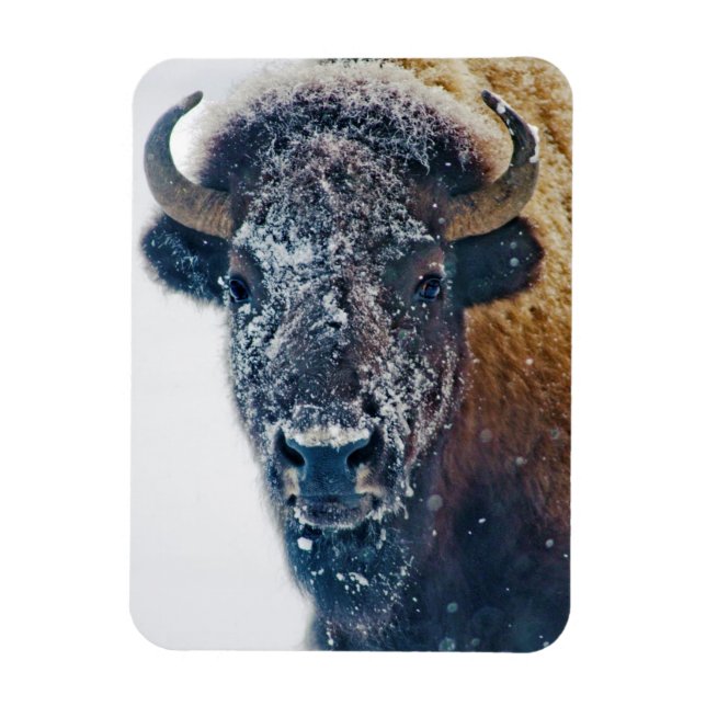 Magnet Flexible Bison américain en neige au parc national Yellowst (Vertical)