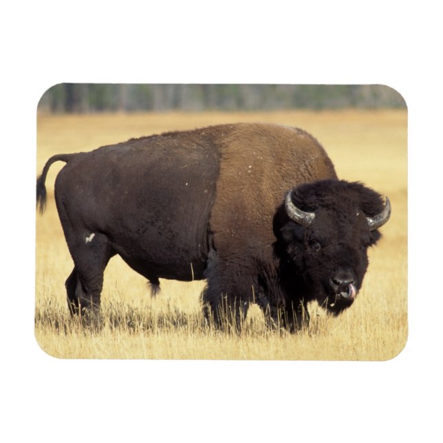Magnet Flexible Bison Bull à Yellowstone National (Horizontal)