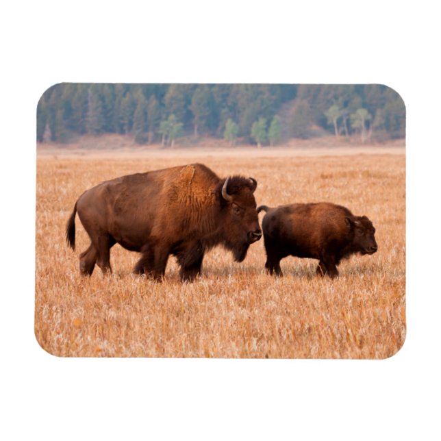 Magnet Flexible Bison d'Amérique (Bison bison) Vache et Veau (Horizontal)