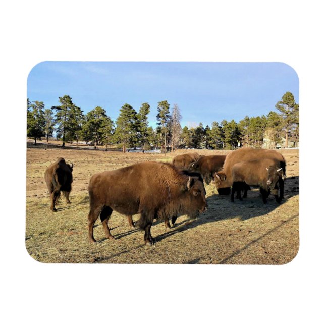 Magnet Flexible Bison dans le Colorado (Horizontal)