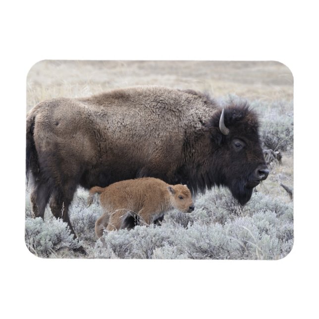 Magnet Flexible Bison de vache et de veau, Yellowstone (Horizontal)