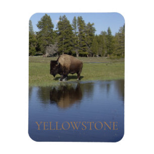 Magnet Flexible Bison du parc national de Yellowstone