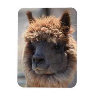 MAGNET FLEXIBLE BLÉ