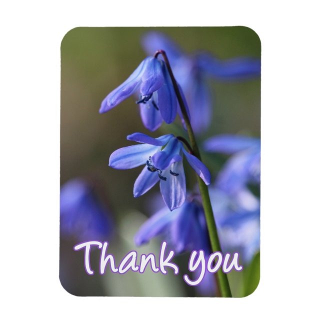 Magnet Flexible Bleu Scilla siberica (Squill en Bois) Fleurs (Vertical)
