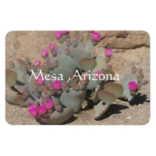 Magnet Flexible Blooming pink cactus flowers in Mesa, Arizona 
