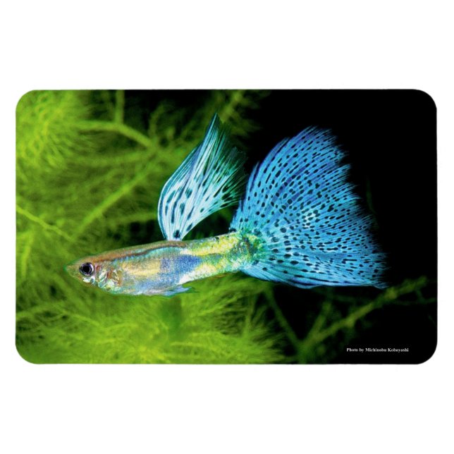 Magnet Flexible Blue Grass Guppy (Horizontal)
