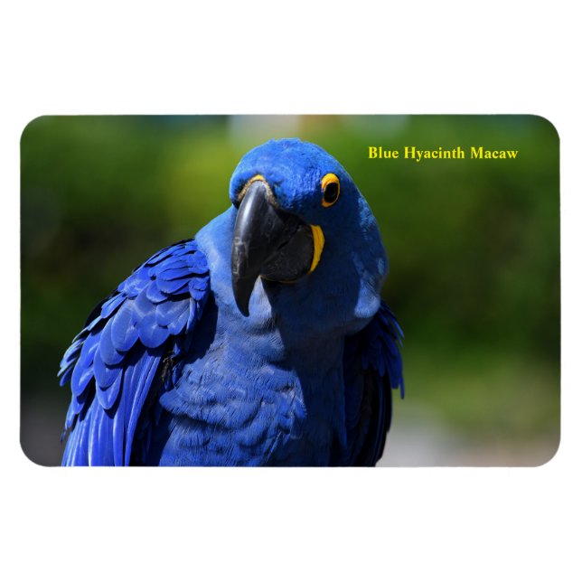 Magnet Flexible Blue Hyacinth Macaw (Horizontal)