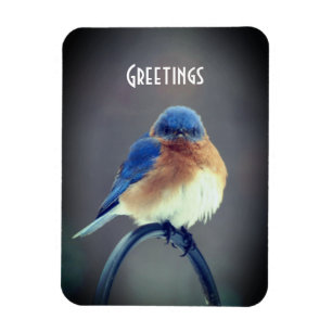 Magnet Flexible Bluebird