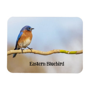 Magnet Flexible Bluebird