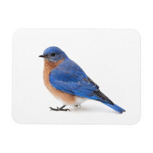 Magnet Flexible Bluebird