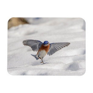 Magnet Flexible Bluebird oriental dansant dans la neige