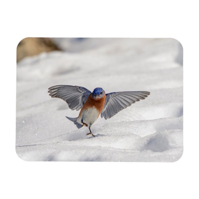 Magnet Flexible Bluebird oriental dansant dans la neige (Horizontal)