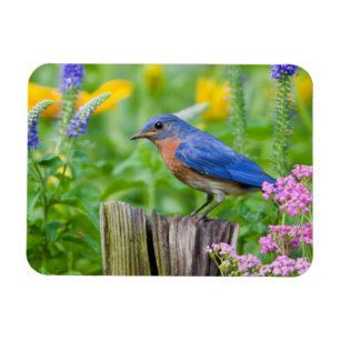Magnet Flexible Bluebird peins on fence post in flower garden