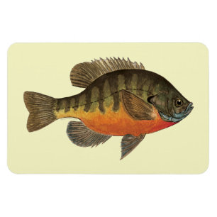 Magnet Flexible Bluegill Bream