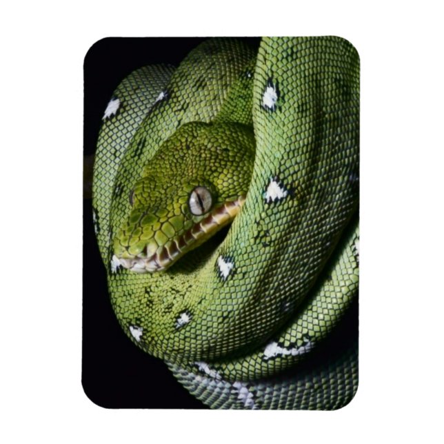 Magnet Flexible Boa émeraude de serpent vert en Bolivie (Vertical)