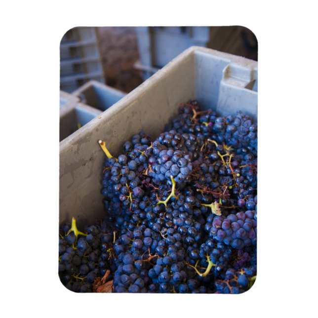 Magnet Flexible Bodega Marques de Riscal vignoble, raisins (Vertical)