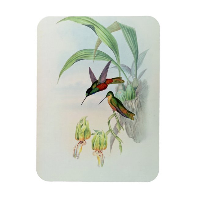 Magnet Flexible Bonaparte's Star Fronted Hummingbird (lumière colo (Vertical)