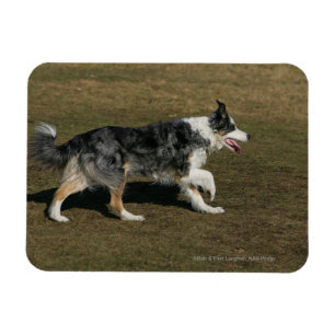 Magnet Flexible Border collie courant 1