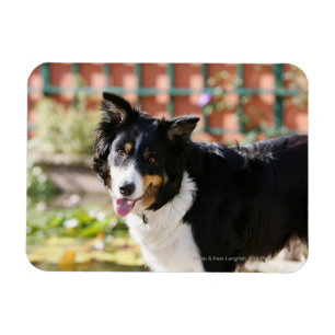 Magnet Flexible Border collie haletant 1