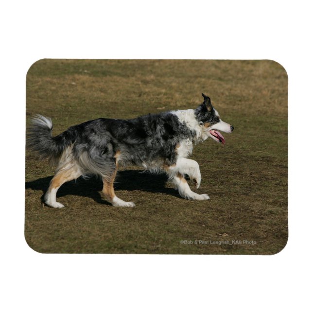 Magnet Flexible Bordure Collie Exécution 1 (Horizontal)
